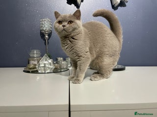 British Shorthair cats 🔥💗 LAST LILAC FEMALE KITTEN READY NOW 💗🔥 - Advert 4