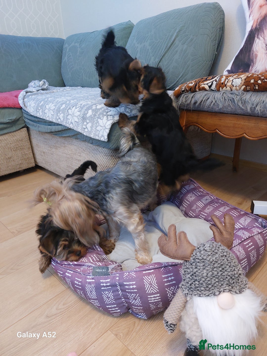 Yorkshire Terrier dogs for sale: Yorkshire Terrier Puppies (2 left) - Advert 31