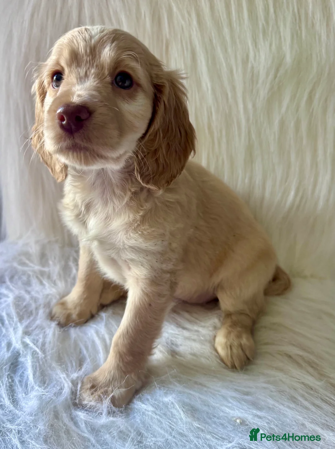 Cockapoo dogs for sale: JUST 1 GIRL REMAINING- RARE TAN/WHITE COCKAPOO - Advert 2