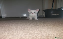 Domestic Shorthair cats for sale: 4 beautiful kittens - Image 13