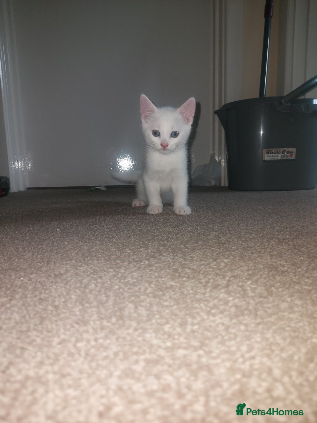 Domestic Shorthair cats for sale: 4 beautiful kittens - Image 13