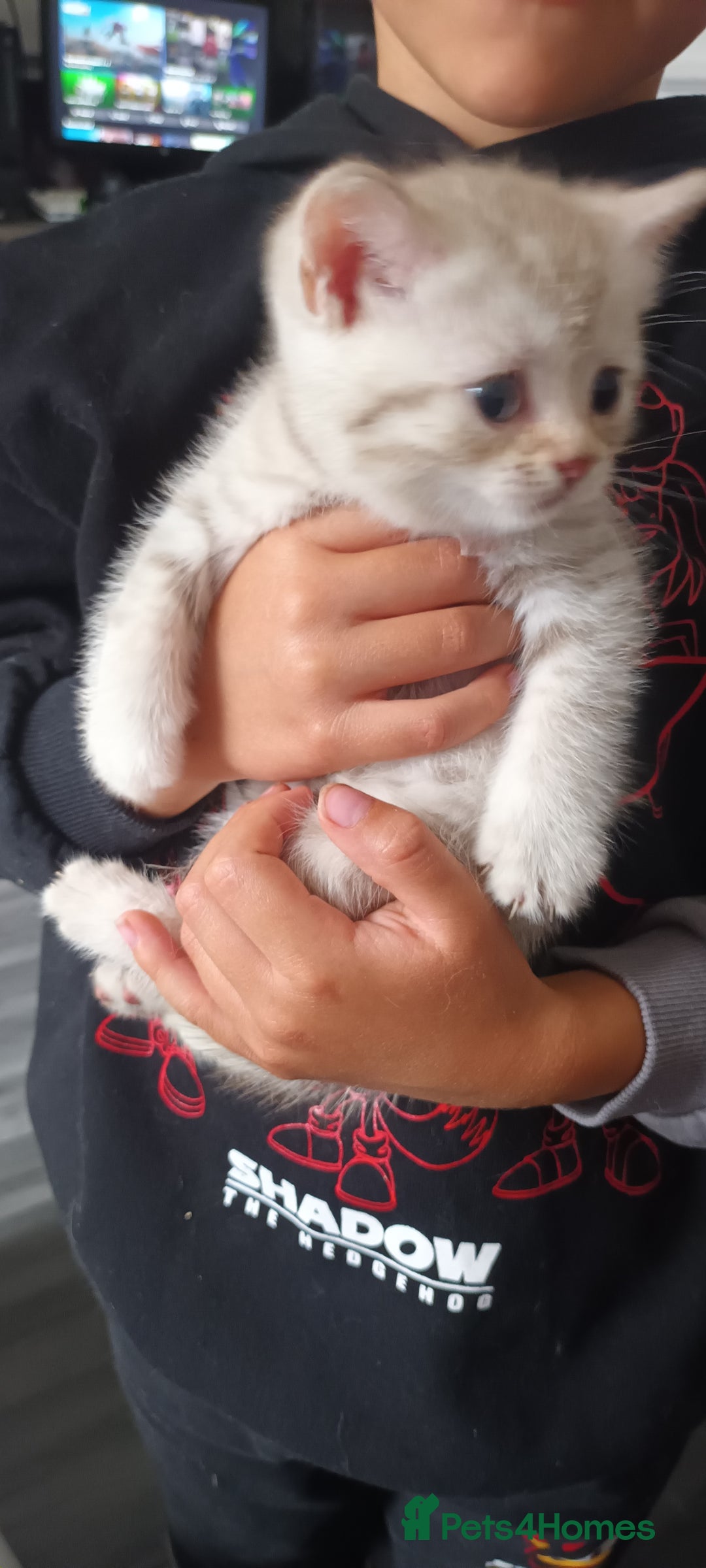 British Shorthair cats for sale: British short hair lilac kittens - Image 1