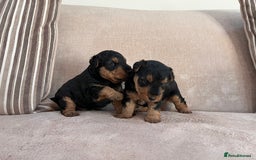 Welsh Terrier dogs for sale: Top Quality Welsh Terrier Male Puppies for Sale - Advert 1