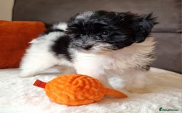 Cockapoo dogs for sale: Best Friend Sofa Companions 🥰 Fully vaccinated  - Image 22