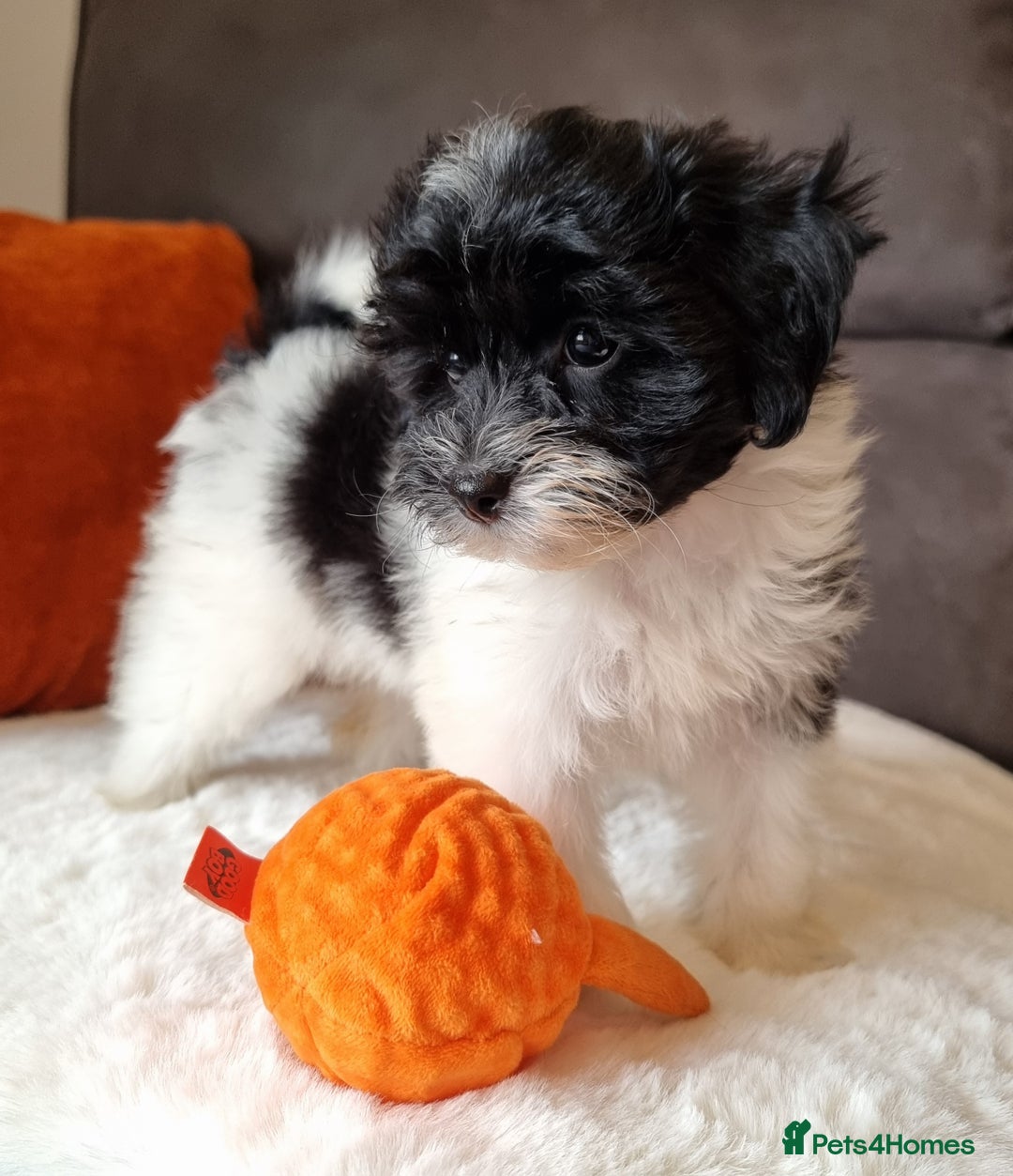 Cockapoo dogs for sale: Best Friend Sofa Companions 🥰 Fully vaccinated  - Image 22