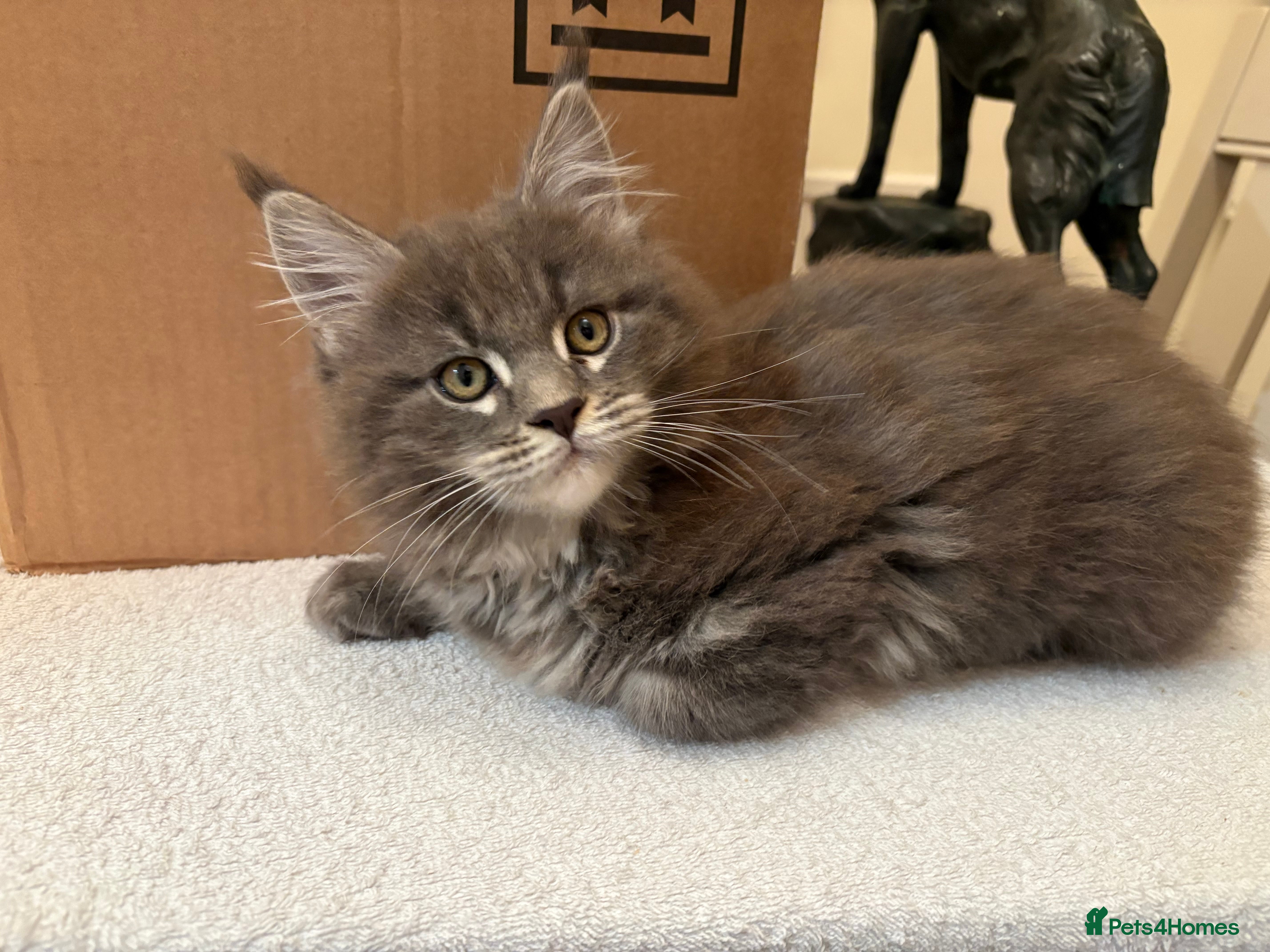 Maine Coon cats Maine Coon kittens  - Advert 11