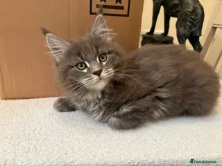 Maine Coon cats Maine Coon kittens - Advert 11