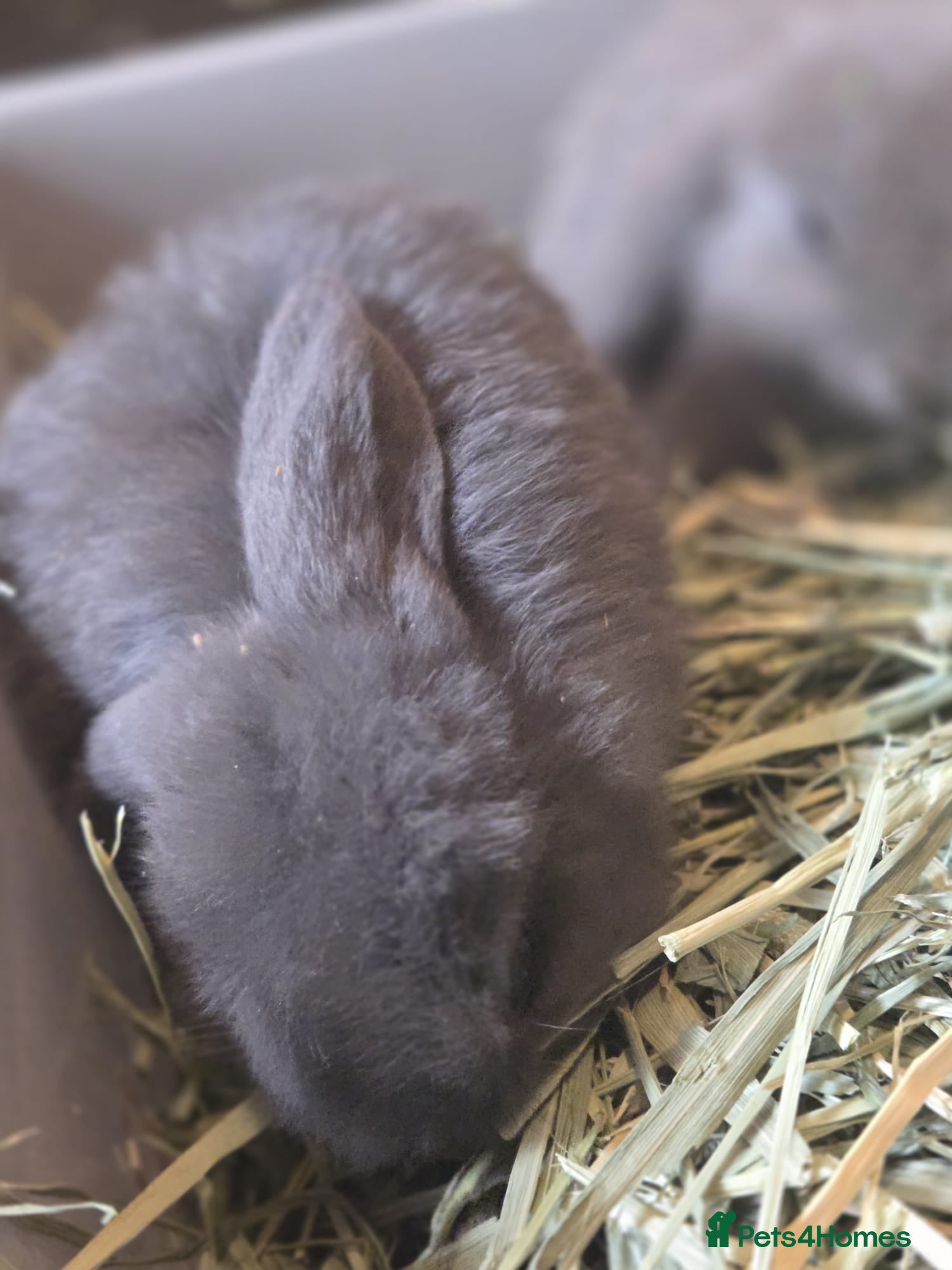 Mini Lop rabbits Baby min lops the last 3 - Advert 17
