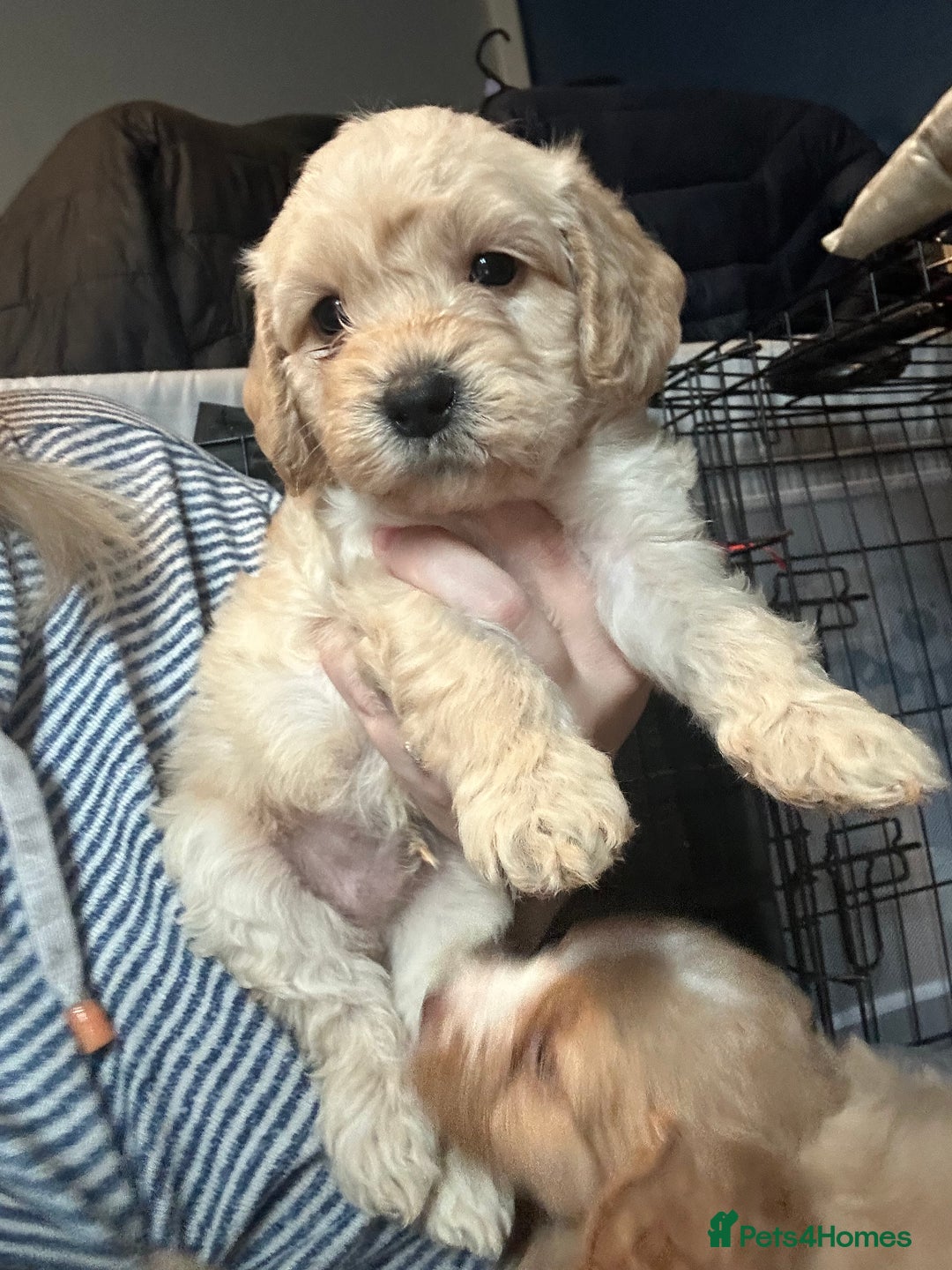 Cockapoo dogs for sale: F1 cockapoos  - Advert 20