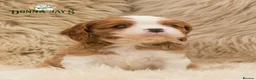 Cavalier King Charles Spaniel dogs for sale: ✨ DONNAJAYS CAVALIER KING CHARLES SPANIEL ✨ - Advert 5