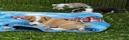 Welsh Corgi Pembroke dogs for sale: Forever Loved–Magnificent Pembroke Welsh Corgis in Nottingham - Advert 9