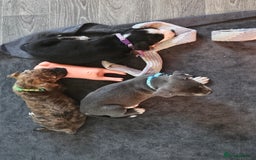 Mixed Breed dogs for sale: American Bulldog Cross Staffy puppies  - Image 14