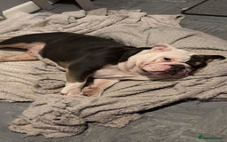 English Bulldog dogs for sale: 2 English bulldogs💙💜 - Image 4