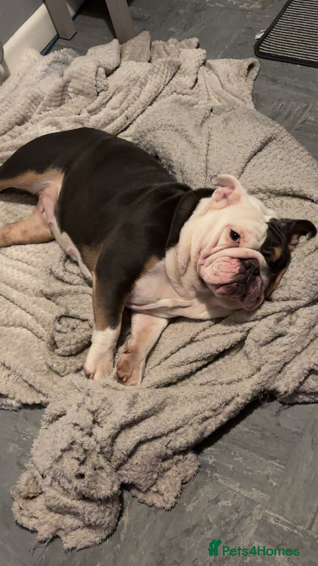 English Bulldog dogs for sale: 2 English bulldogs💙💜 - Image 4
