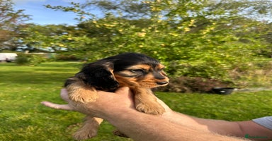 Cocker Spaniel dogs - Advert 5