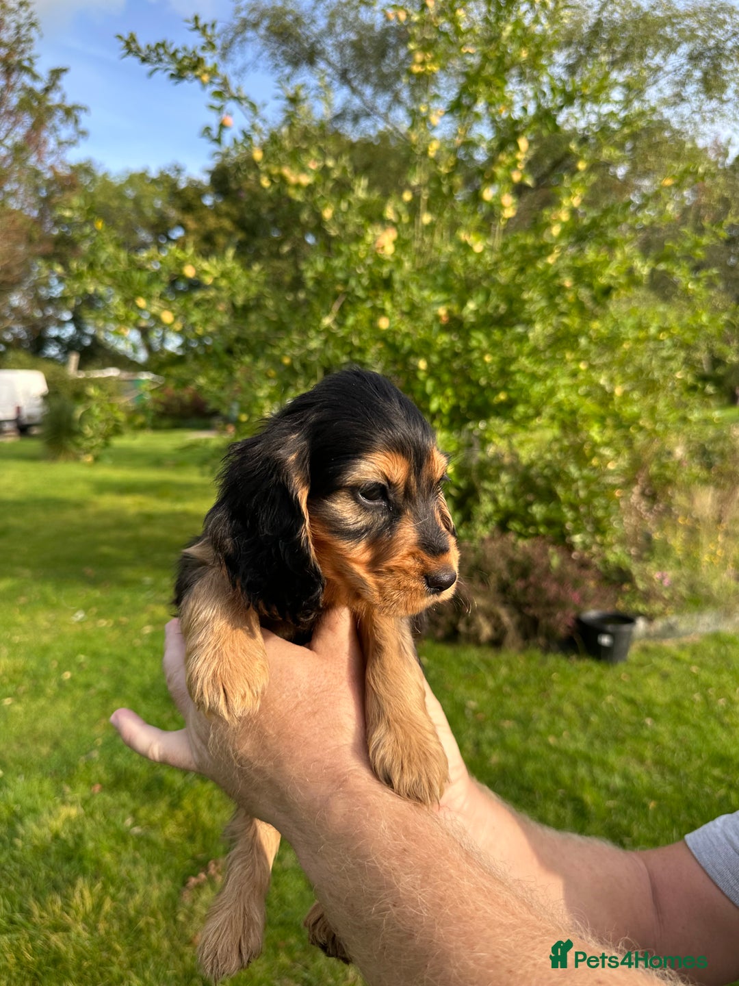 Cocker Spaniel dogs for sale: 5 adorable cockspaniel puppies for sale  - Image 3