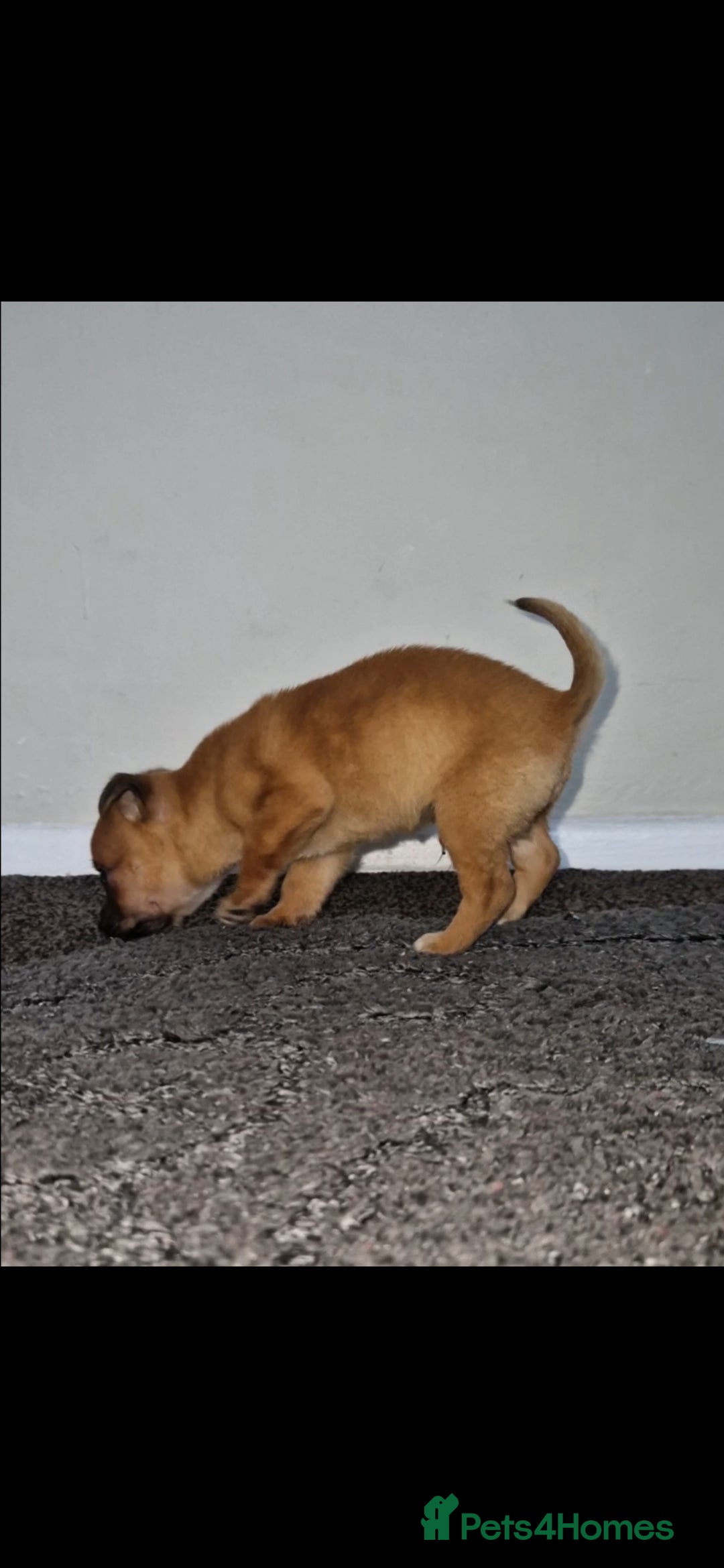 Mixed Breed dogs for sale: Adorable 9 weeks old male jackawawa puppy - Advert 13