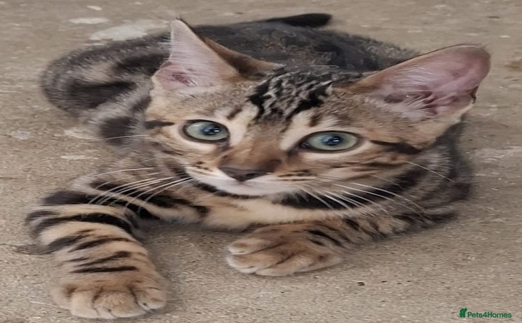 Bengal cats - Advert 4