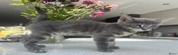 Bengal cats for sale: 3 Beautiful Blue Female TICA Reg Bengal kittens  - Advert 14