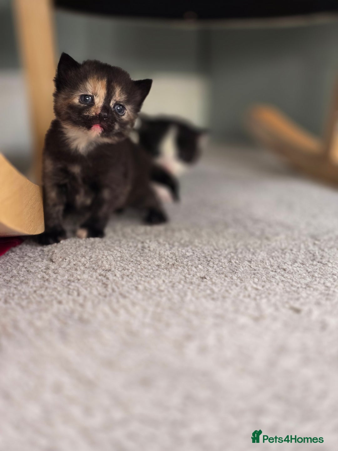 Mixed Breed cats for sale: Two kittens ready 28th december  - Advert 2