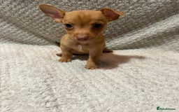 Jack Russell dogs for sale: Jack Russell puppies (JUST 1 LEFT) (LUNA) - Image 11