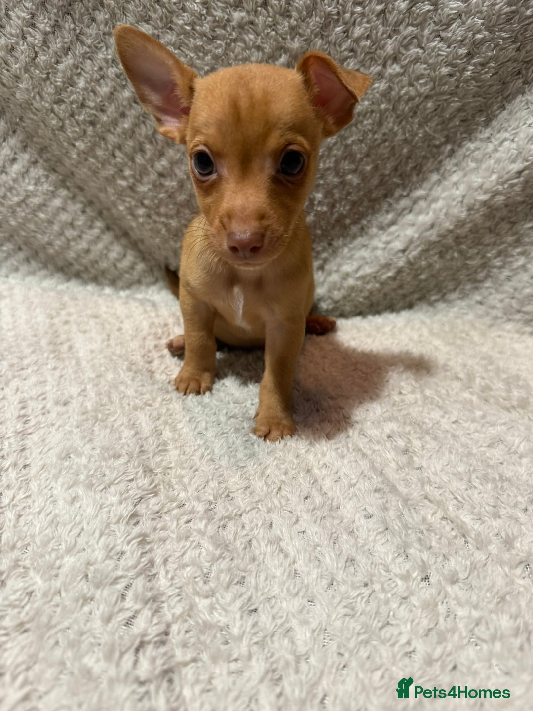 Jack Russell dogs for sale: Jack Russell puppies (JUST 1 LEFT) (LUNA) - Image 11