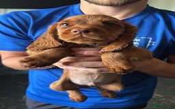 Cocker Spaniel dogs for sale: Ready to leave - Champion bred working cocker pups - Image 21