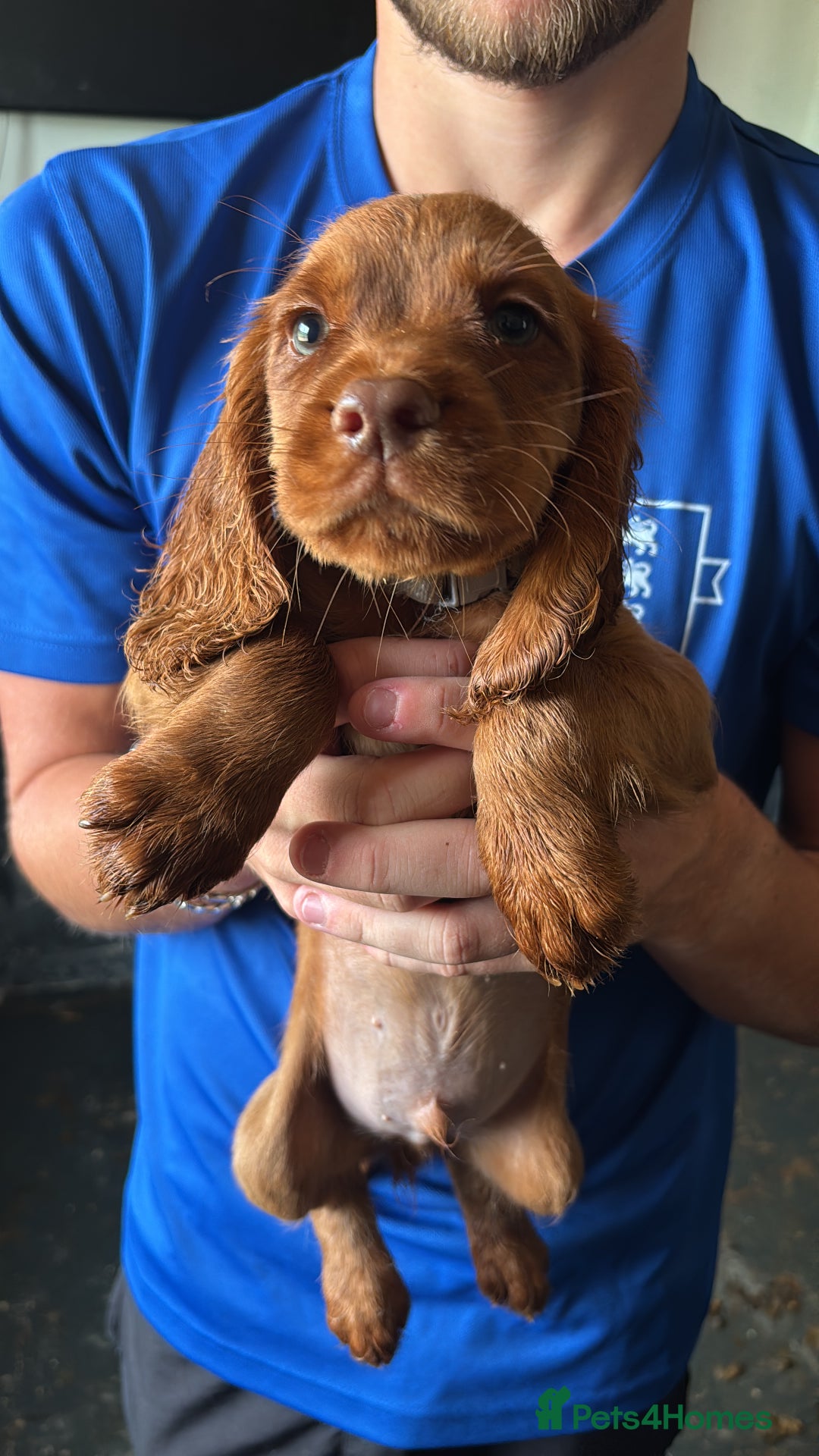Cocker Spaniel dogs for sale: Ready to leave - Champion bred working cocker pups - Image 21