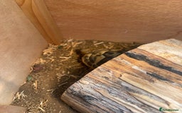 Hermann Tortoise reptiles for sale: Hermann Tortoise  - Image 7