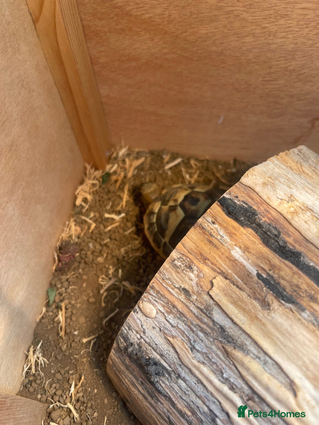 Hermann Tortoise reptiles for sale: Hermann Tortoise  - Image 7