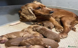 Cockapoo dogs for sale: F1 Purebed Red cockapoo 5 ⭐️ genetics & health - Image 8
