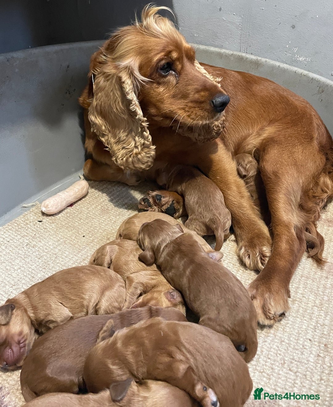 Cockapoo dogs for sale: F1 Purebed Red cockapoo 5 ⭐️ genetics & health - Image 8