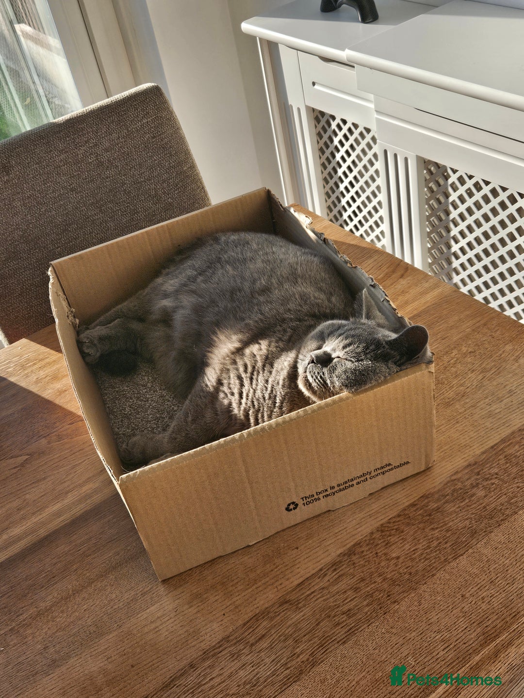 British Shorthair cats for sale: Beautiful British Blue needs a loving home - Advert 2