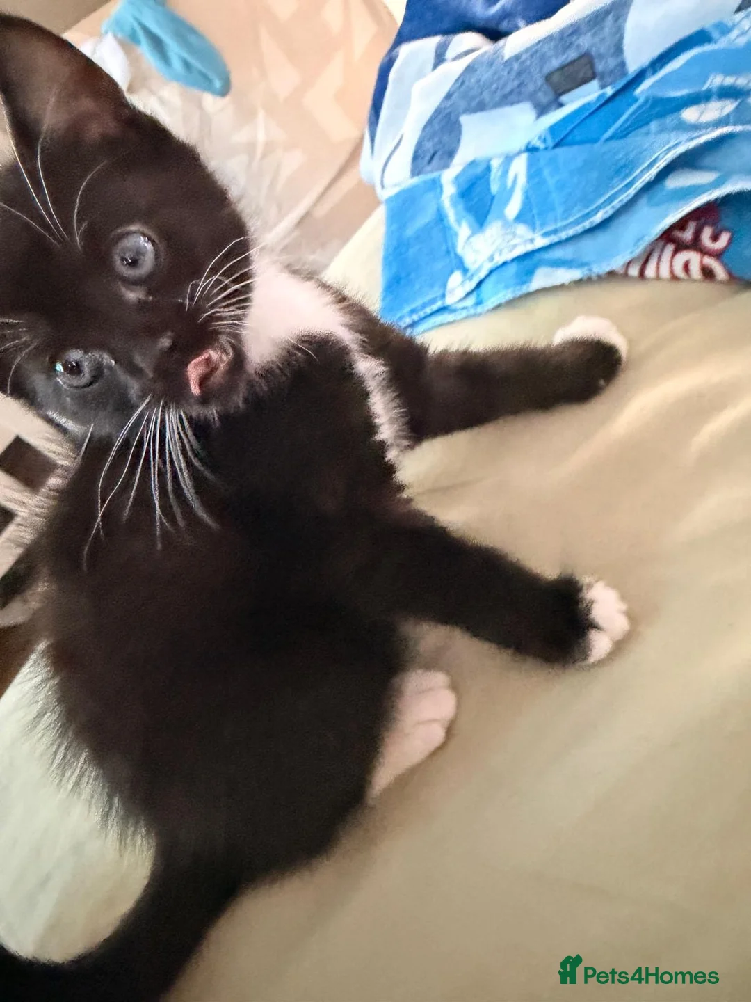 Domestic Shorthair cats for sale: 🐱 Adorable Black & White Tuxedo Kitten in Chelmsford - Advert 2