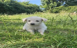 Mixed Breed dogs for sale: F1 Shepadoodle Puppies in Boston - Image 4