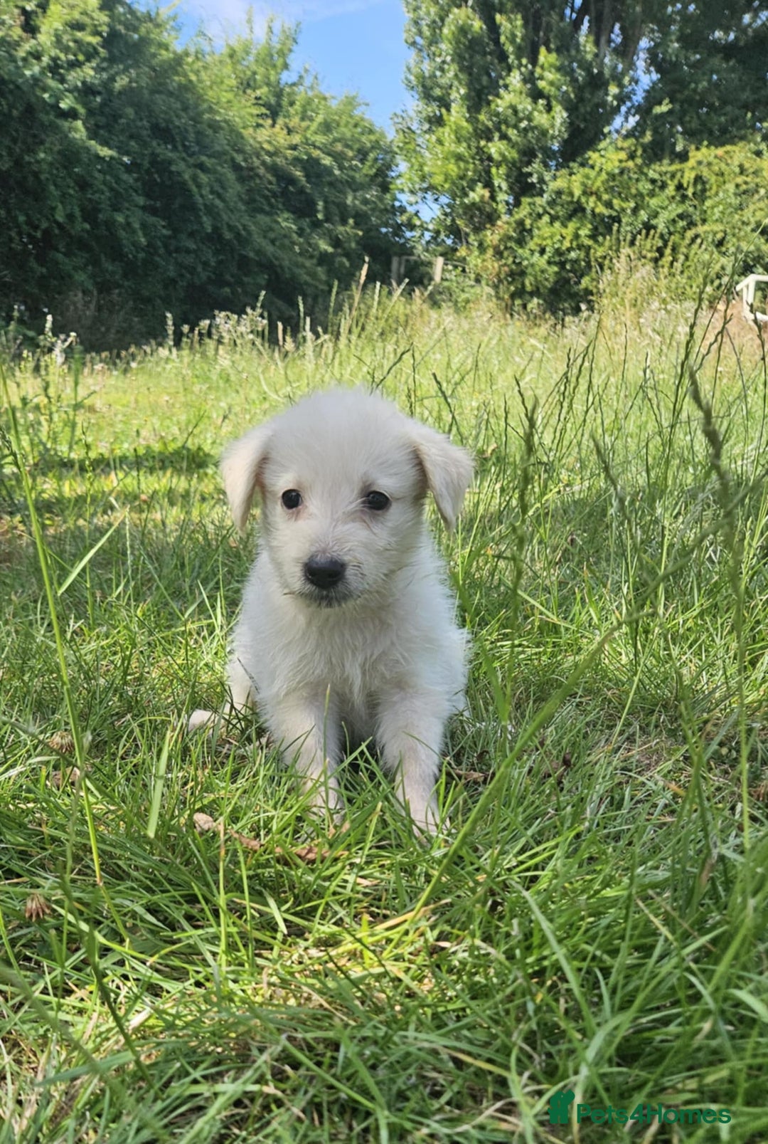 Mixed Breed dogs for sale: F1 Shepadoodle Puppies in Boston - Image 4