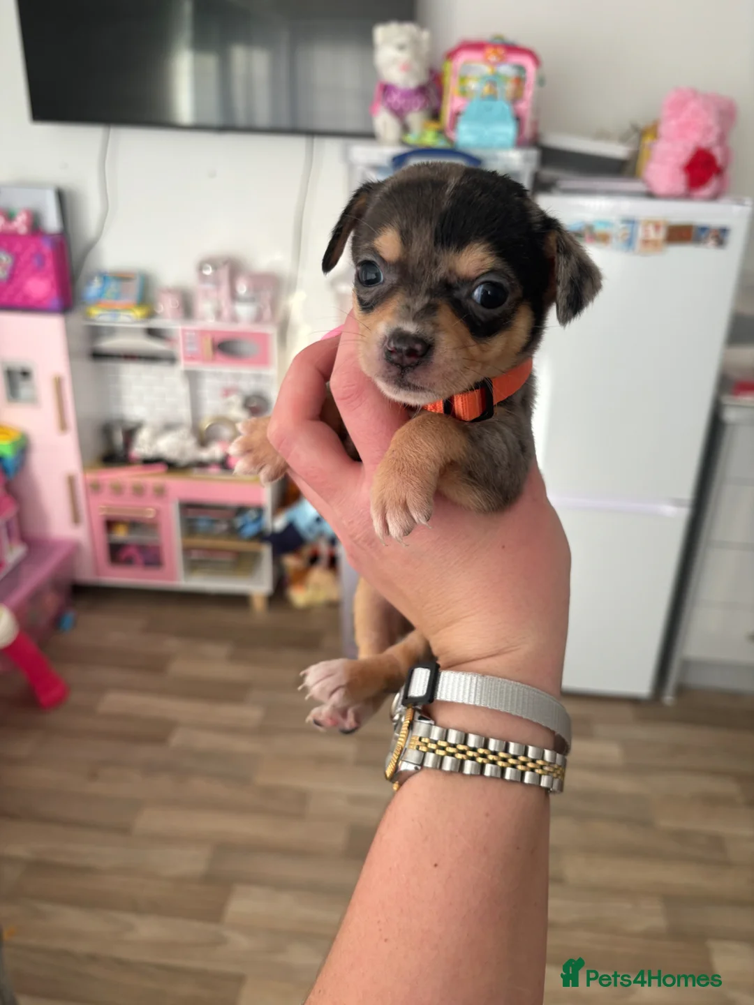 Mixed Breed dogs for sale: adorable chihuahua mix puppies - Advert 1