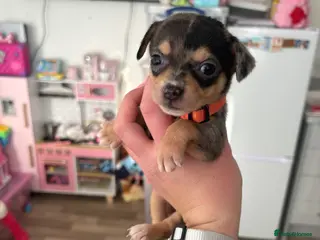 Mixed Breed dogs adorable chihuahua mix puppies - Advert 7