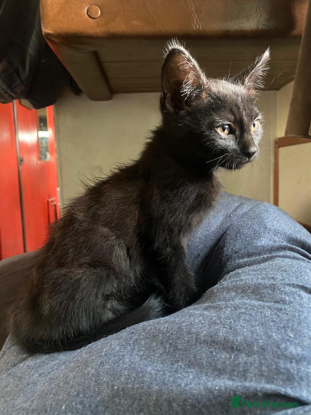 Mixed Breed cats for sale: 3 black kittens for sale  - Image 1