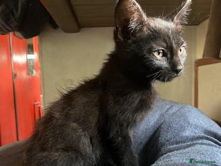 Mixed Breed cats - Advert 23