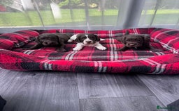Cocker Spaniel dogs for sale: Cocker spaniel puppies  - Image 1