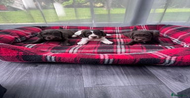 Cocker Spaniel dogs - Advert 3