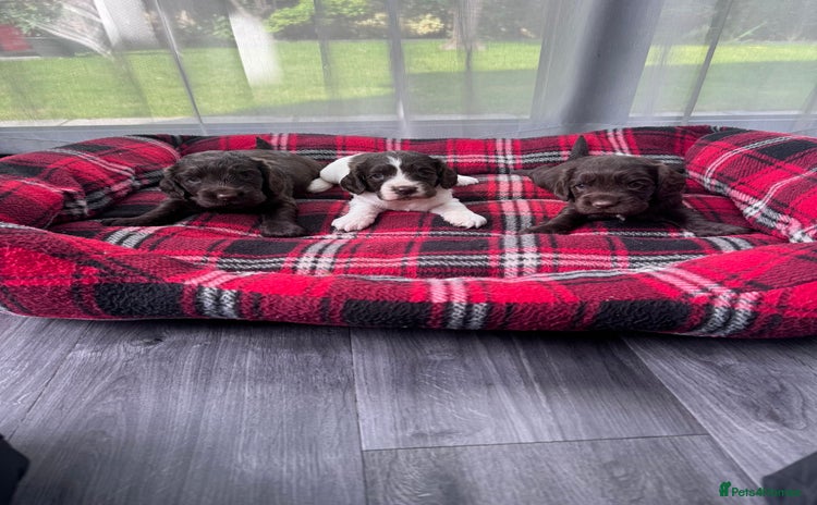 Cocker Spaniel dogs - Advert 4