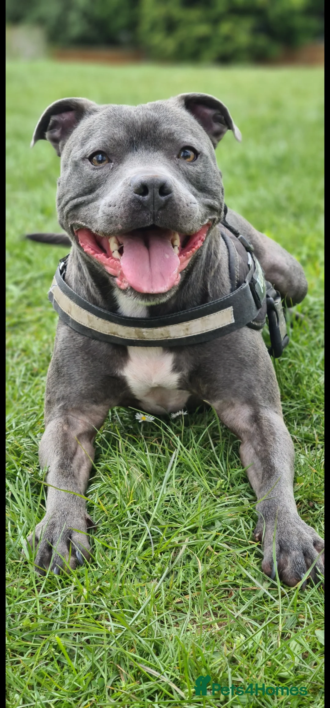 Staffordshire Bull Terrier dogs for sale: KC Registered Blue Staffordshire Bull Terrier - Advert 3