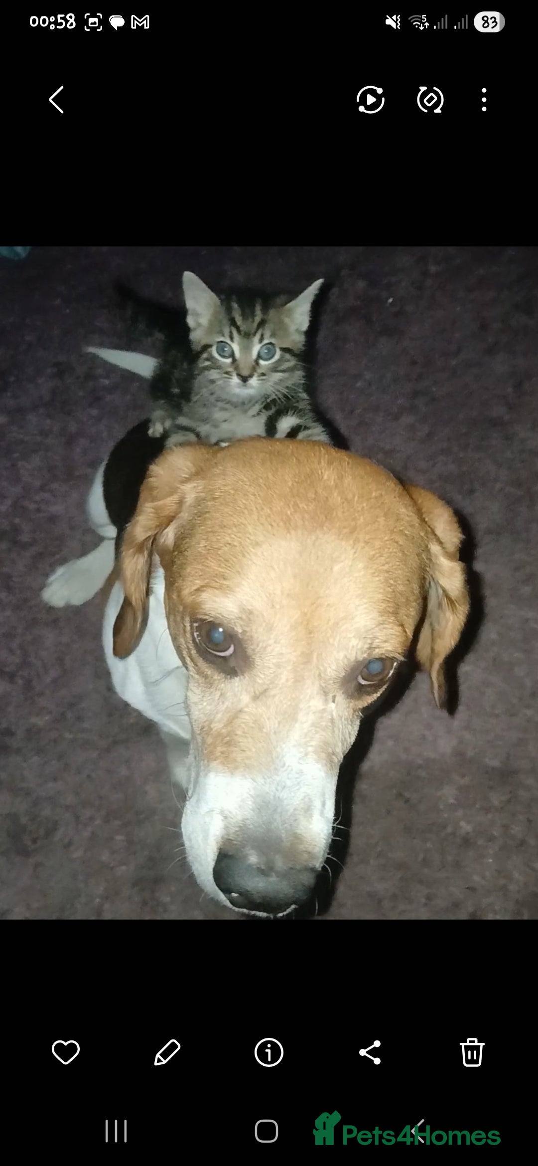 Beagle dogs for sale: Beagle (7 years) full of beans!! - Advert 2