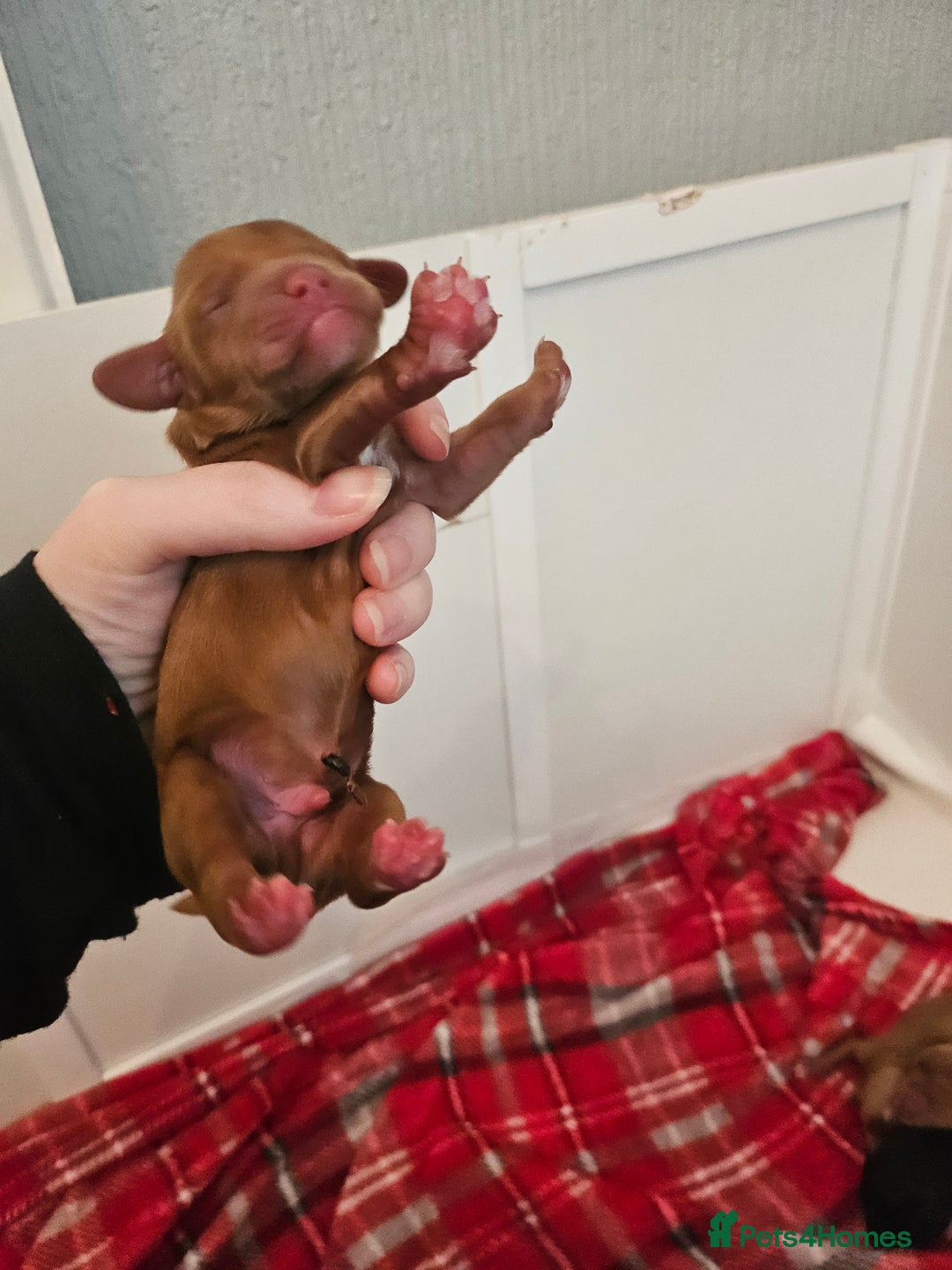 Cavapoo dogs for sale: Gorgeous F1b Toy Cavapoo Babies   - Image 12