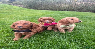 Cavapoo dogs - Advert 15