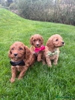 Cavapoo dogs - Advert 13