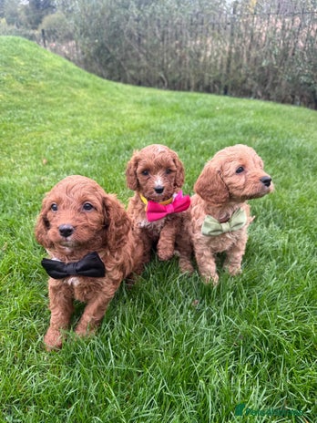 Cavapoo dogs - Advert 4