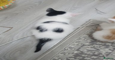 Mixed Breed cats - Advert 11